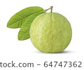 Guava fruit and leaf isolated close up on white background 64747362
