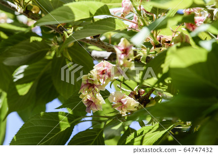 花瓣的中心被染成紅色 花瓣的中心被染成紅色 64747432