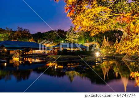 名古屋市愛知縣城鳥花園，白雪皚皚的夜景，照亮的秋葉 64747774