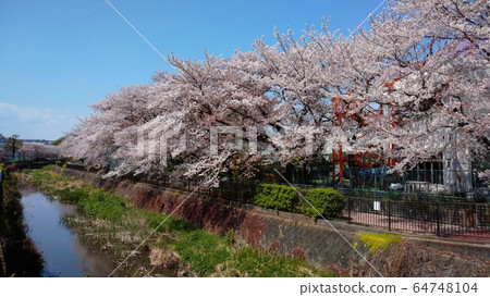 櫻花景觀河床 64748104