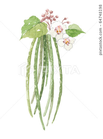 Catalpa beans Catalpa beans 64748198