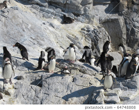 Penguin Penguin 64748808