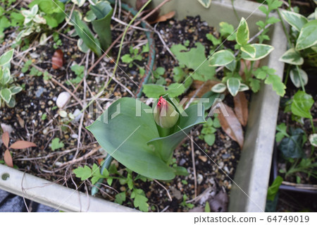 Tulip before flowering Tulip before flowering 64749019