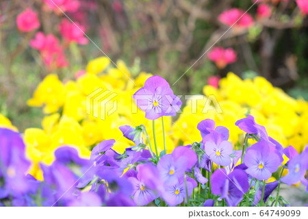 Spring flowers # 7 64749099