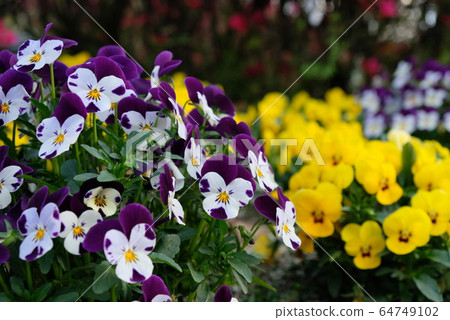 Spring flowers 10 Spring flowers 10 64749102
