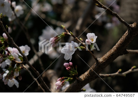 XT2 Scenery of cherry blossom trees 2018 Part 51 64749507