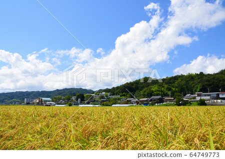 Paddy field scenery around the Aso Sea Paddy field scenery around the Aso Sea 64749773