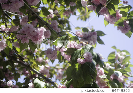 Kanzan cherry tree in Kamonyama Park 64749863