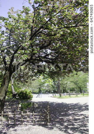 Kanzan cherry tree in Kamonyama Park 64749865
