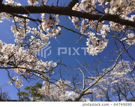 吉野櫻花樹和藍天 64749890