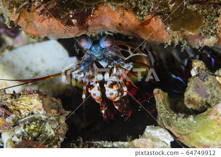 A beautiful creature of the sea, Monhanashako 64749912