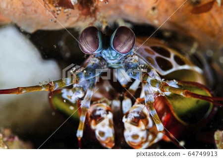 A beautiful creature of the sea, Monhanashako 64749913