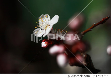 Bungo flowers that have started to bloom 64749966