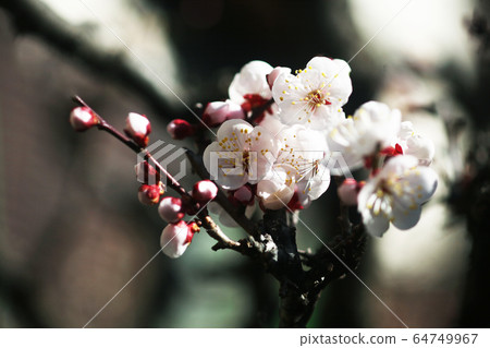 Bungo flowers that have started to bloom 64749967