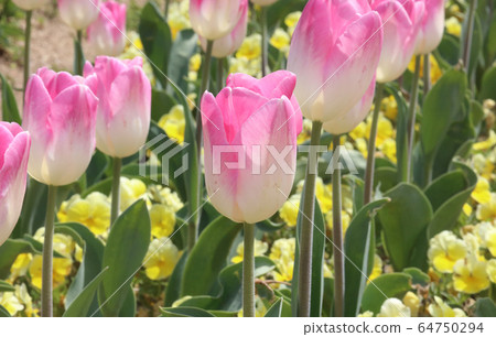 Tulip (Sanuki Mannou National Government Park) "Symphony" 64750294