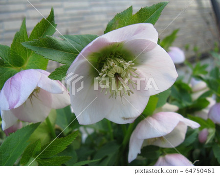 It is an evergreen plant that blooms dimly in the winter when there are few flowers. It is an evergreen plant that blooms dimly in the winter when there are few flowers. 64750461