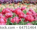 Tulip 64751464