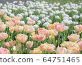 Tulip 64751465