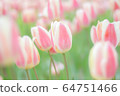 Tulip 64751466