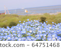 Nemophila field 64751468