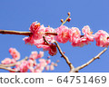 Cherry Blossoms	 64751469