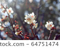 Cherry Blossoms	 64751474