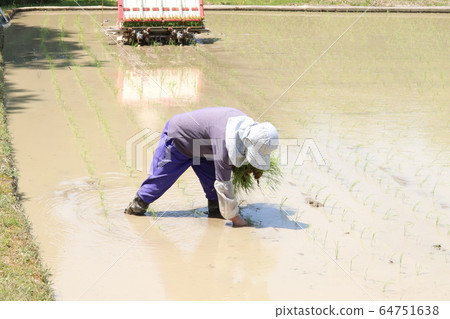 水稻種植 64751638