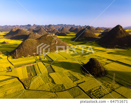 Yellow rapeseed (canola) flower field in spring, 64751671