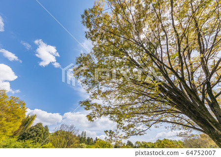 新鮮的綠樹和天空 64752007