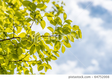 新鮮的綠樹和天空 64752008