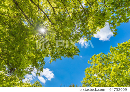 新鮮的綠樹和天空 64752009