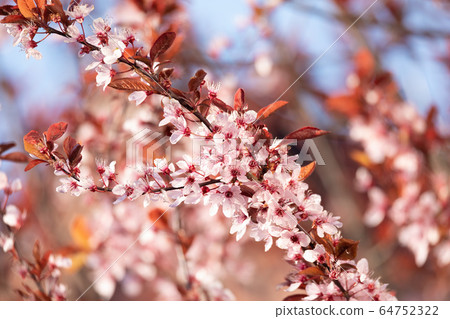 cherry blossom, sakura tree in spring 64752322