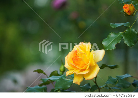 橙色的月季花和綠色背景上的芽 64752589
