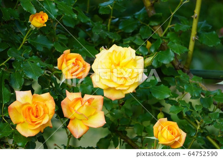 Blooming orange roses and beautiful buds 64752590