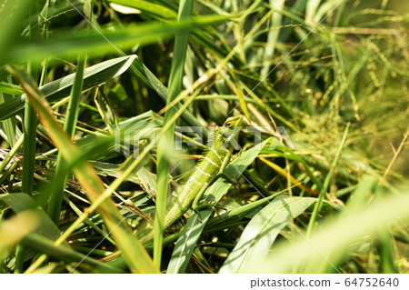Green lizard basking in the sun in green grass 64752640