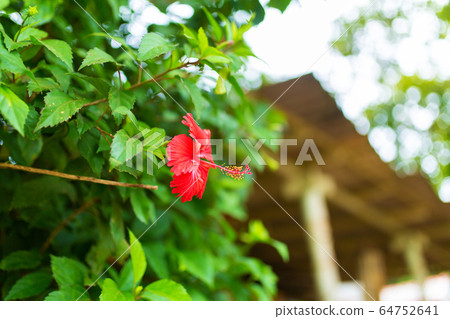 Red tropical hibiscus flower in a green garden 64752641
