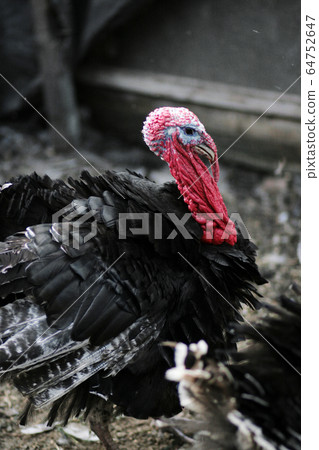 Portrait of a turkey. Domestic bird. Farm 64752647