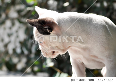 French bulldog or young dog, young french bulldog 64752782