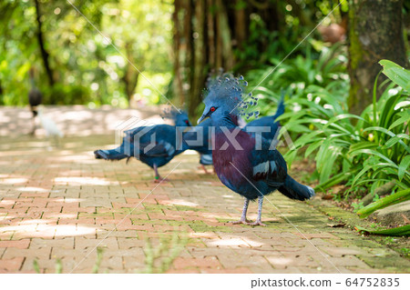 A flock of crowned pigeons walks in a green park. 64752835