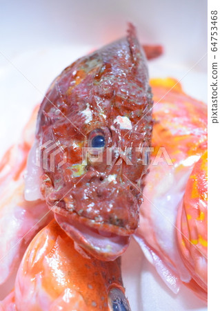 紅色的魚 紅色的魚 64753468