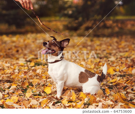 Walk the dog Walk the dog 64753600