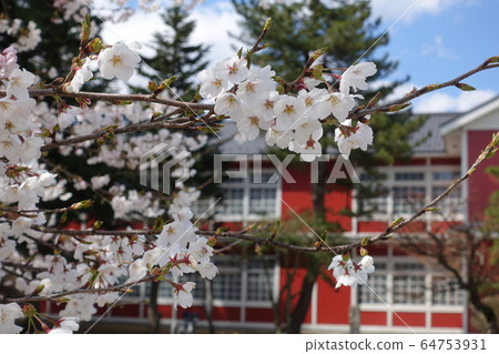 櫻花學校盛開 櫻花學校盛開 64753931