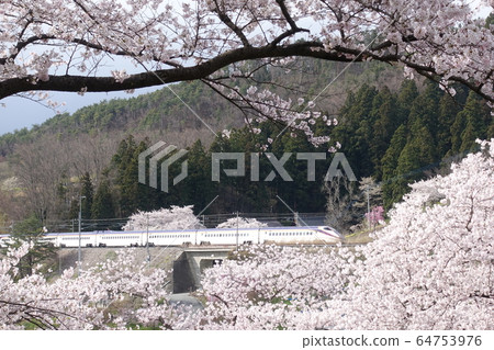 SAKURA EXPRESS Yamagata Shinkansen Tsubasa 64753976