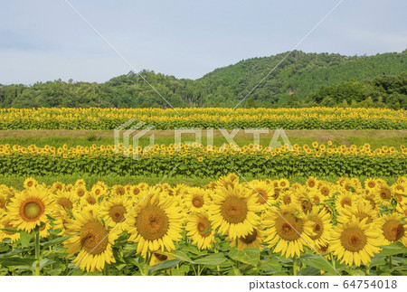 Nanko向日葵田，向日葵花，兵庫縣景點，夏天圖像，炎熱的夏天圖像素材 64754018