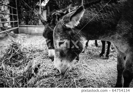 Donkeys eating in nature 64754134