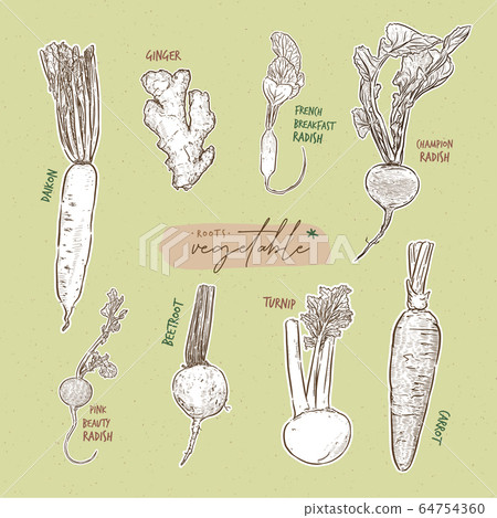 Root vegetables collection, hand draw sketch 64754360