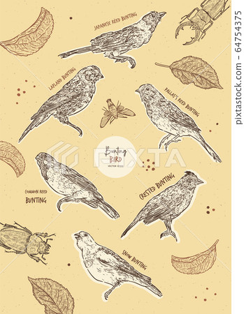 Set of bunting bird, hand draw sketch vector. 64754375