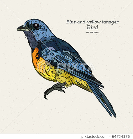 The blue-and-yellow tanager is a species of bird 64754376