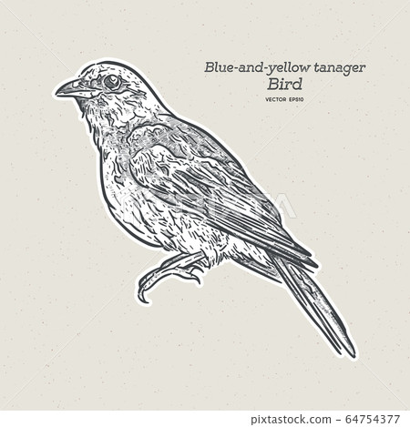 The blue-and-yellow tanager is a species of bird The blue-and-yellow tanager is a species of bird 64754377