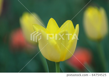 Blooming in colorful 64754525